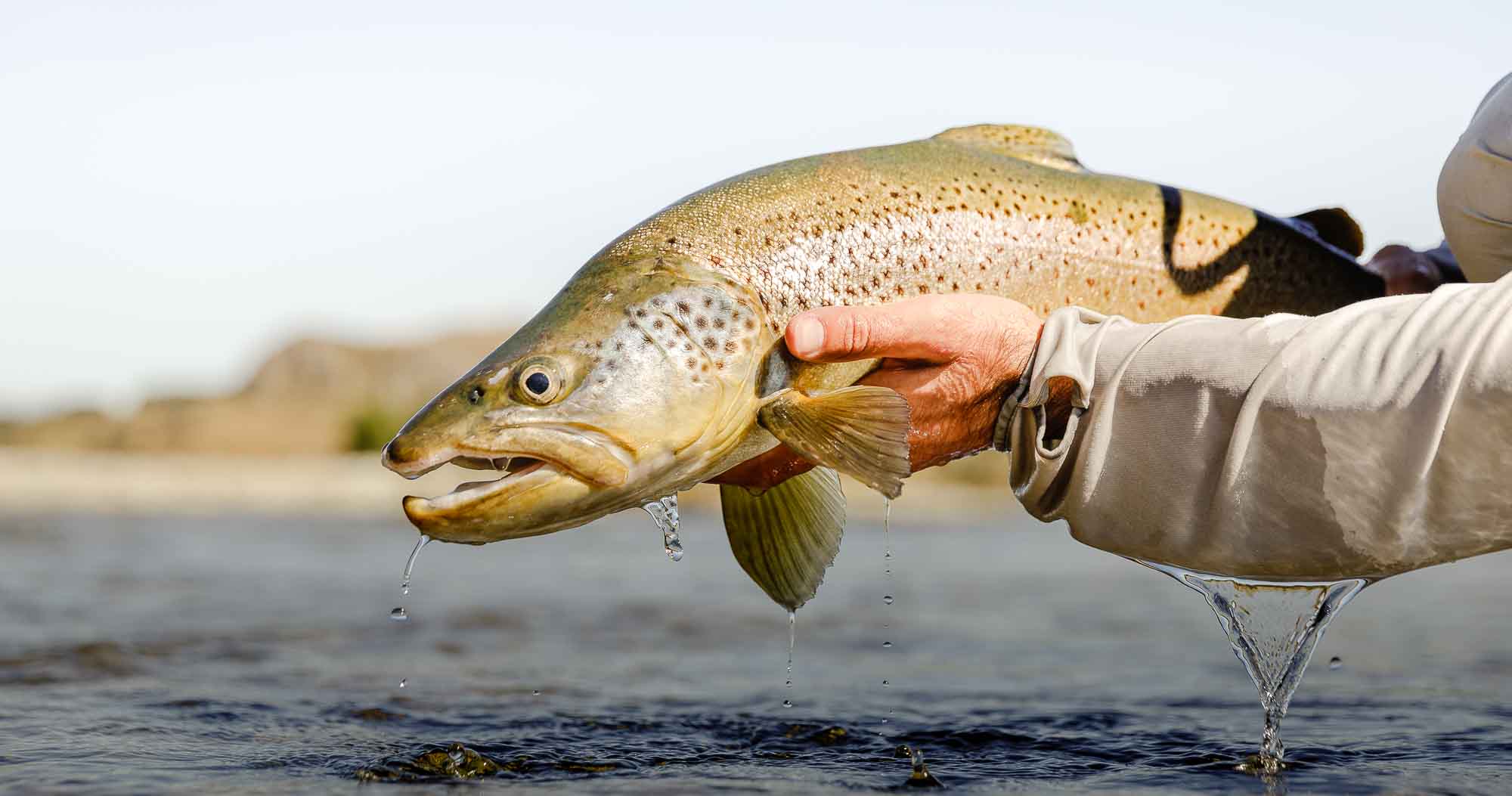 Large trout caught on a fly rod